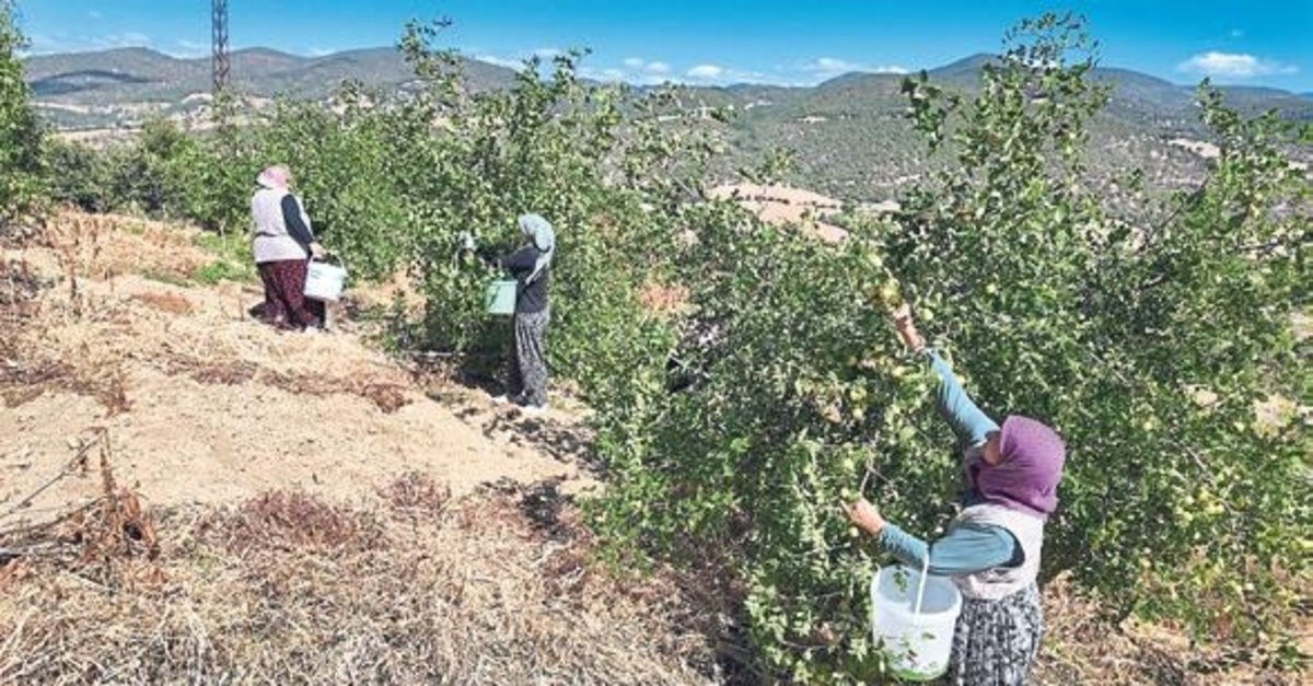 Demirci’de taze iri hünnap Ören, Ürettiğim meyvesinin hasadı başladı