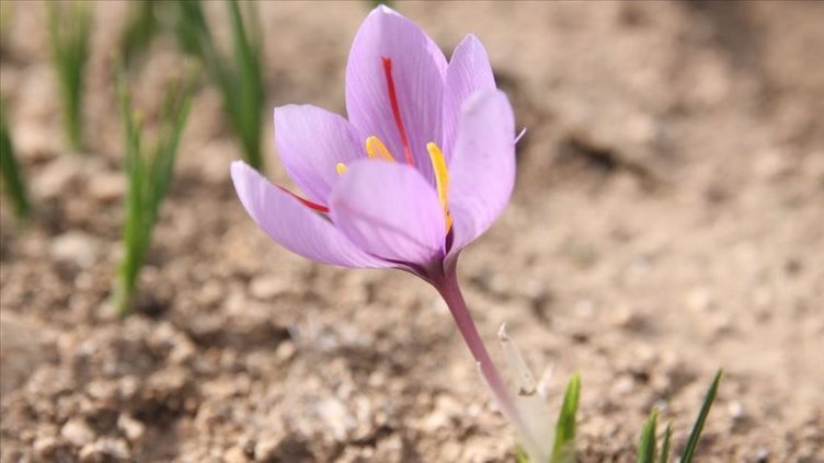 İbn-i Sina yıllar önce safranı önerdi! Dünyanın en eski baharatı kansere kalkan oluyor