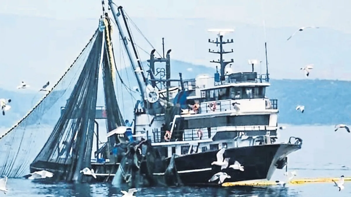 Yavru balık ihracatında rekor