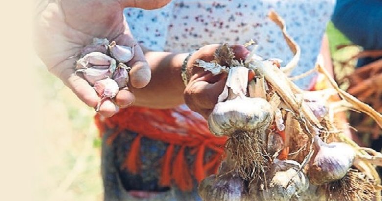 Coğrafi işaretli Ula sarımsağında hasat sevinci