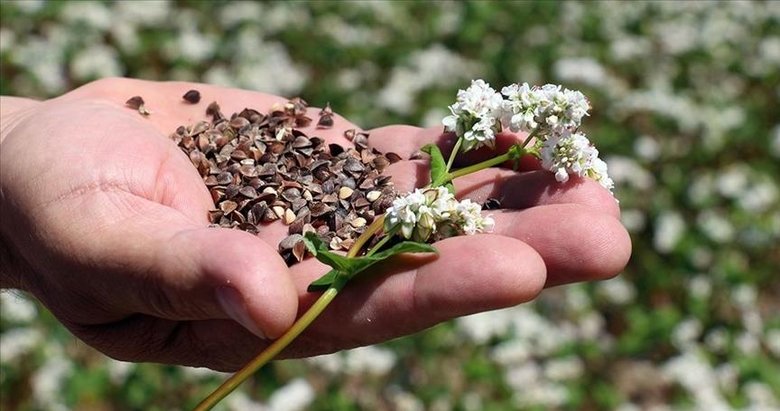 Karabuğday çayı ile bel yağlarına veda: Düşük kalorili doğal çözüm!