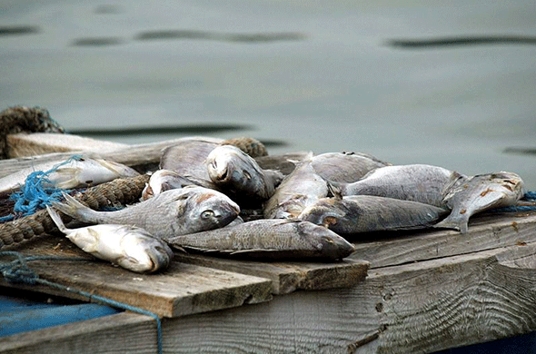 Gözlemenin patentini İzmir aldı