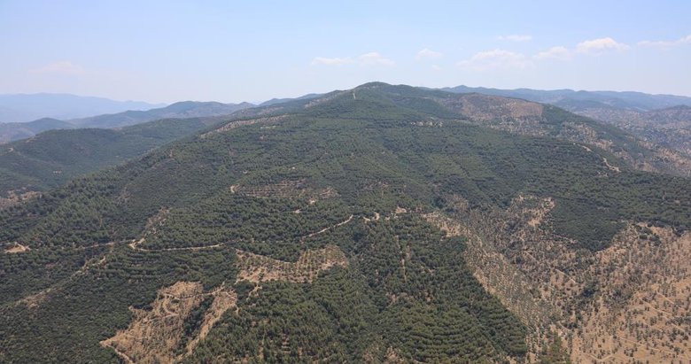 Aydın Valiliği’nden önlemli karar: Ormanlık alanlara girişler yasaklandı