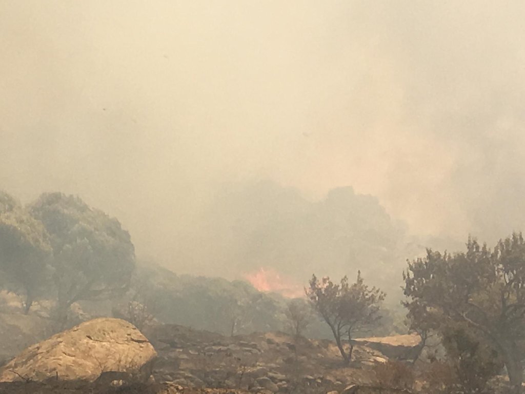 Balıkesir Marmara Adası’nda orman yangını