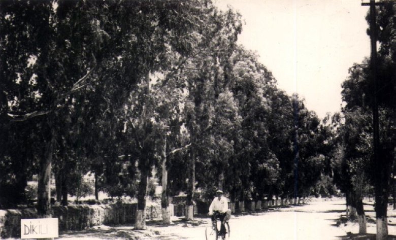 CHP’li belediye 80 yıllık ağaçları kesti! Dikili’de tepki çeken görüntüler