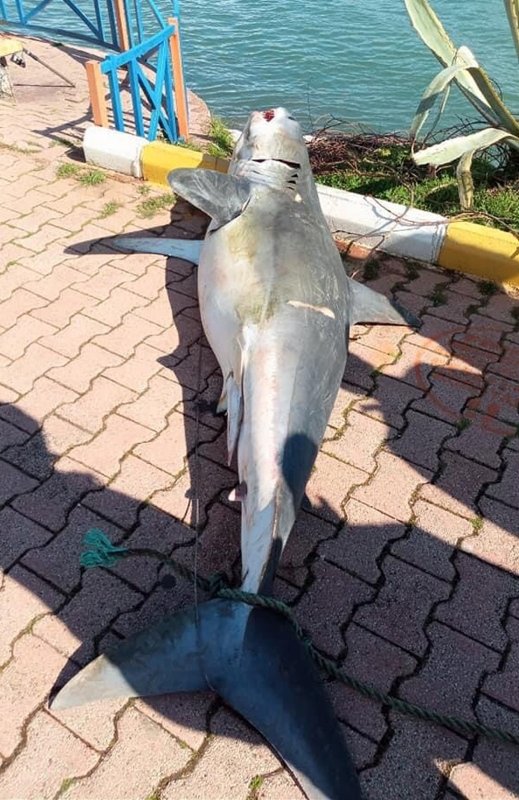 Görenler inanamadı! 2 metrelik dev köpek balığı karaya vurdu