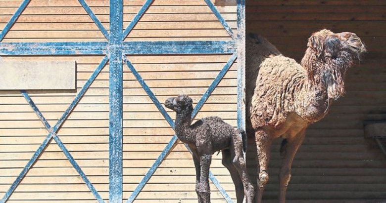 Ormanya’nın yeni üyesine isim aranıyor