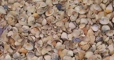 İzmir’de deniz kabuklarıyla kaplı o ada