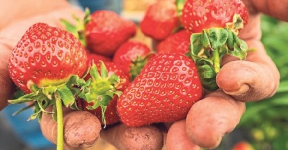 Köprübaşı çileği bu sene de çiftçinin yüzünü güldürdü