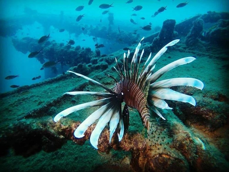 İki tür daha istilaya katıldı! Sayıları hızla artıyor