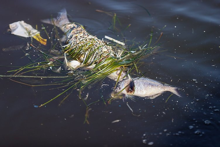 İzmir Körfezi’nde balık ölümlerine pompalı müdahale!