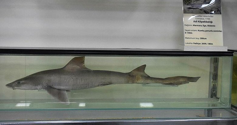 Ege ve Akdeniz’de köpek balığı sayısında artış var mı? Uzman isim açıkladı