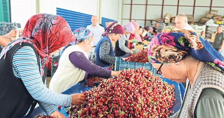 ‘Napolyon kirazı’nda ihracat hızlı başladı