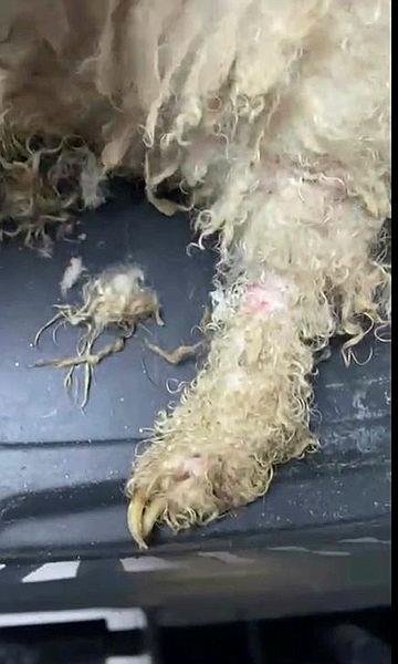 İzmir'de eziyet evi: Ekipler 47 köpeği kurtardı