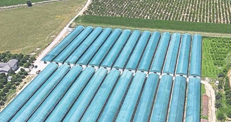 Tropikal üretime akıllı sera desteği