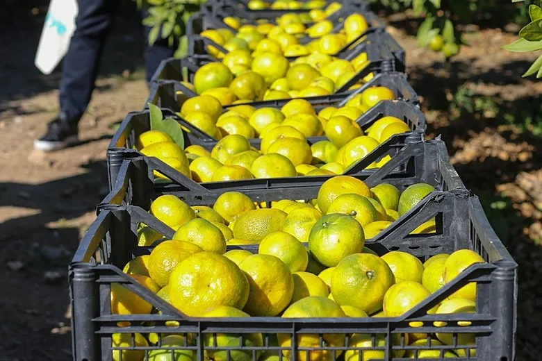 izmirden-dunyaya-gonderiliyor-satsuma-mandalinasinda-912-milyon-dolarlik-gelir-1792411427366.jpeg