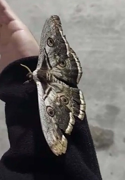 Avrupa’nın en büyük kelebeği Çanakkale’de görüntülendi