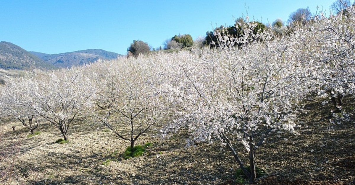 Manisa'da görsel şölen