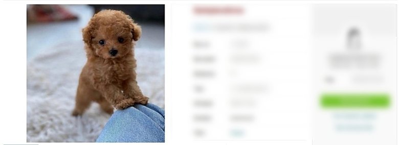 Dolandırıcılığın böylesi! Köpeği boyayıp internet üzerinden sattılar