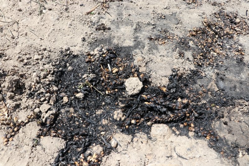 Denizli’de çıkan yangında 80 dekar alandaki ekinler yandı