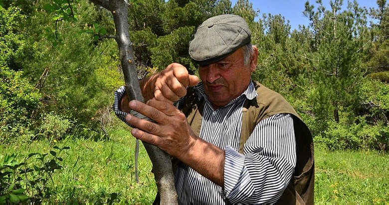Manisa Tarzanı’nı örnek aldı, kendini doğaya adadı