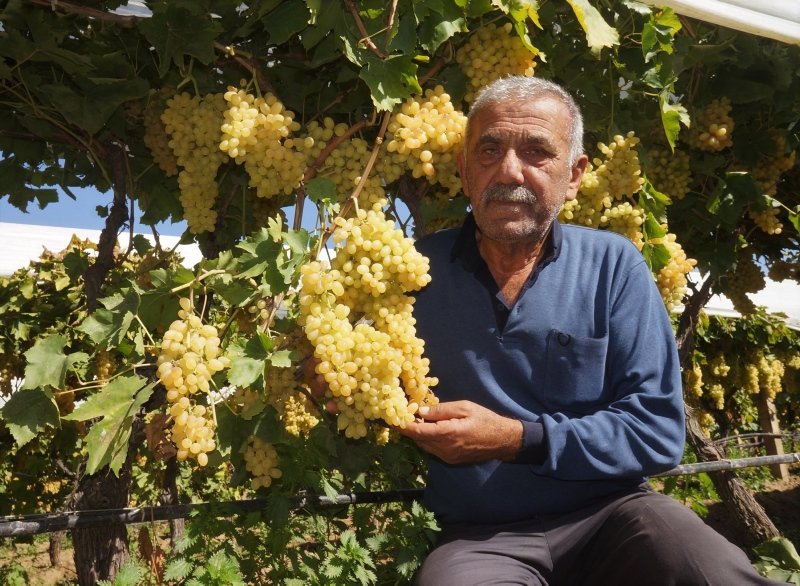 Sarıgöl’de üzeri örtülü bağlardaki üzümler, 3 ülkeye ihraç ediliyor