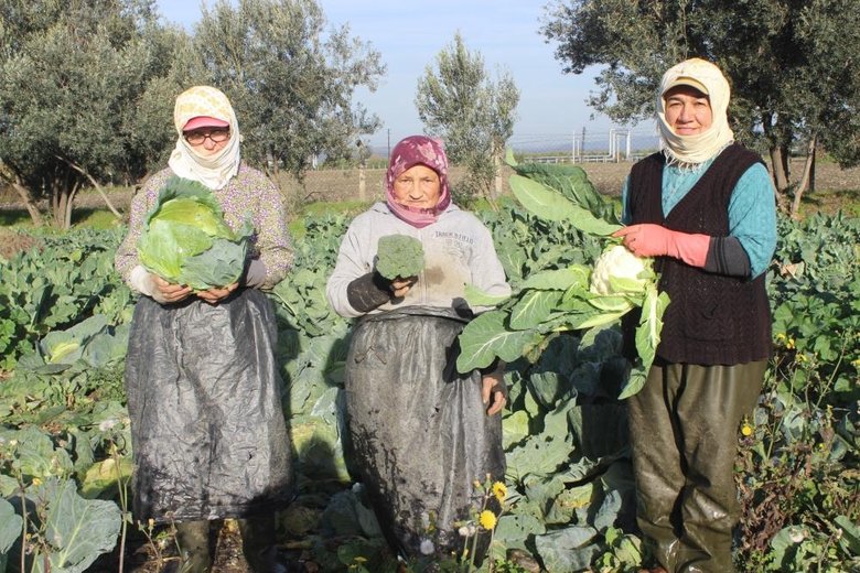 Kış aylarının gözde sebzeleri Salihli’de yetişiyor