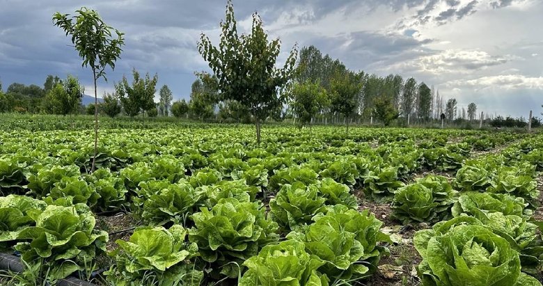 Dünyanın pestisit karnesi