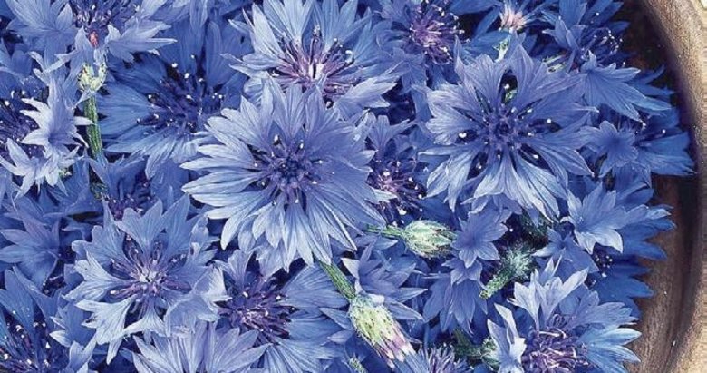 Peygamber çiçeği binbir derde deva