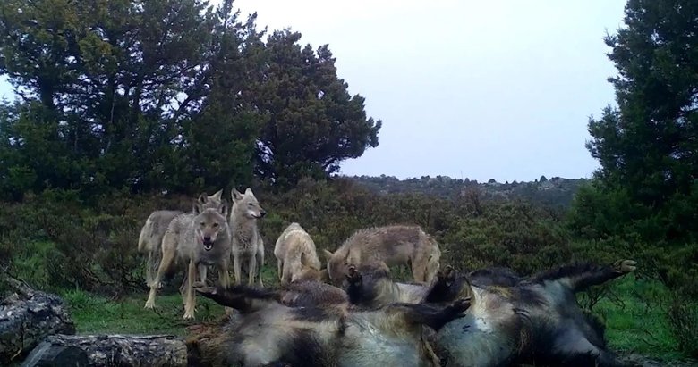 Aç kurtlar avlarını böyle yedi! Görüntü Ege’nin o ilinden