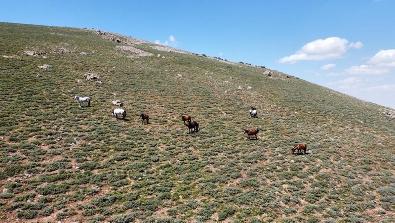 Yılkı atları tüm güzellikleriyle drone ile havadan görüntülendi