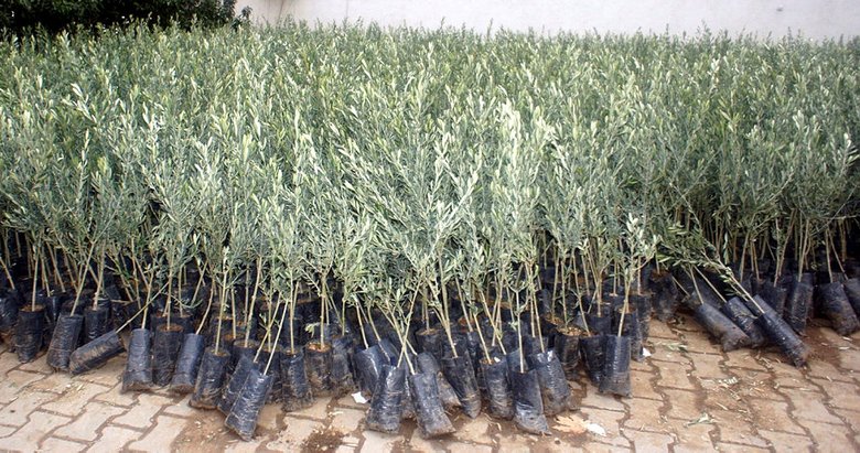 ziraat odasi ndan 45 bin zeytin fidani
