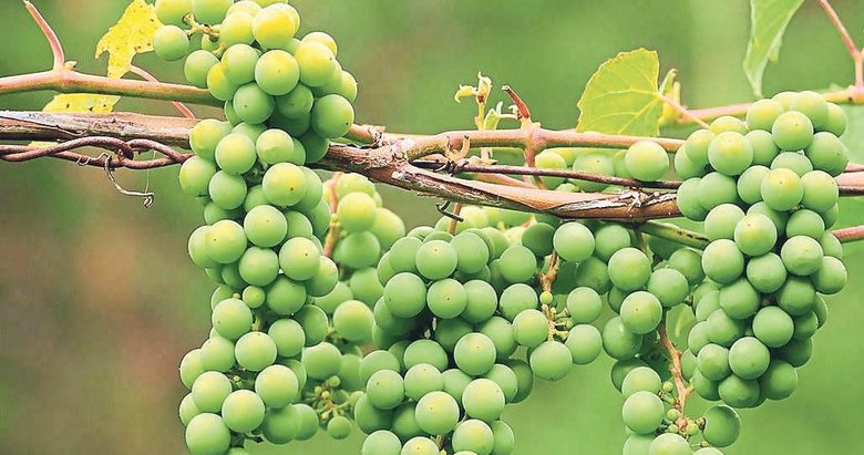 Ekşi üzüm etkisi! Ulaşamadığımız şeyleri neden küçümsüyoruz?