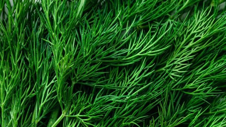 Dereotunun faydaları nelerdir? Dereotu hangi hastalıklara iyi gelir?