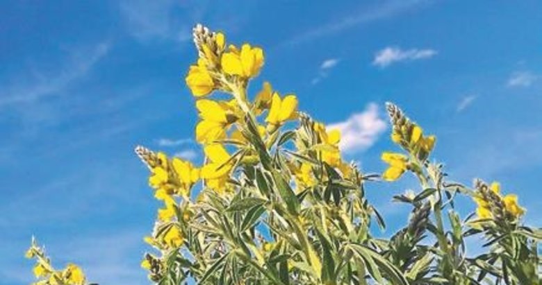 Bu çiçeği koparmanın cezası yarım milyon!