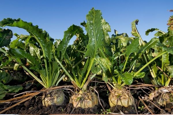 ’Bunun da pekmezi mi olur?’ demeyin! Tam bir şifa deposu