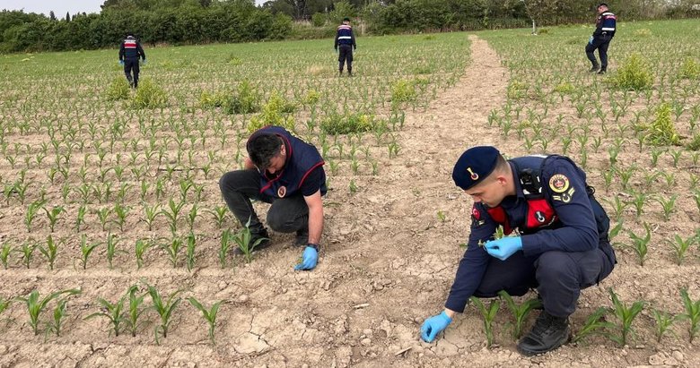 Manisa’da mısır tarlasına ekilen kenevirler ele geçirildi