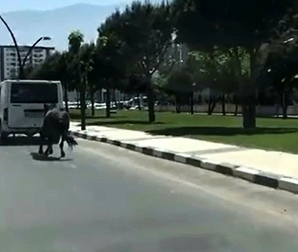 Atı minibüsün arkasına bağlayıp koşturdu