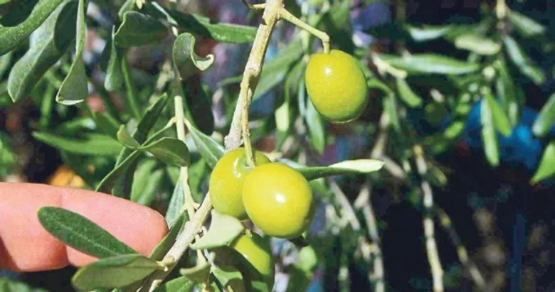 Sezonun ilk zeytin hasadı yapıldı