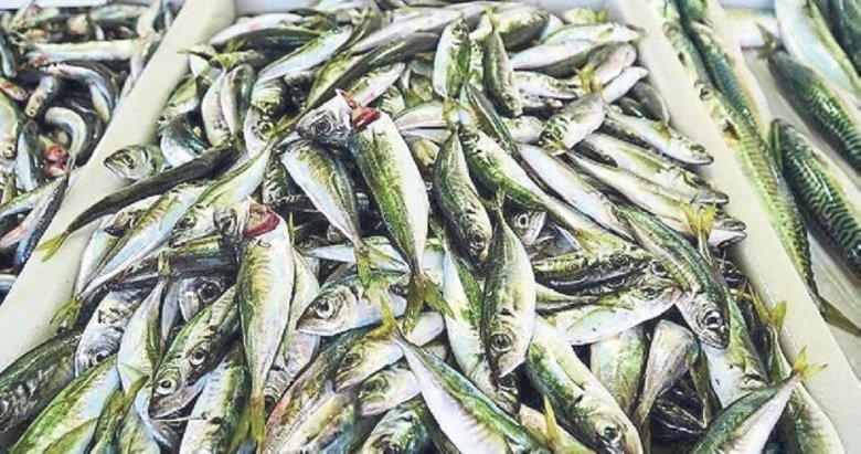 Balık tezgahlarında istavrit bereketi yaşanıyor