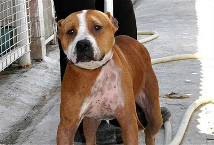 pitbull-firarda-1787866953473.png