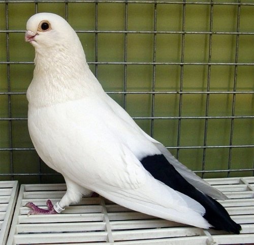 Azman güvercinler Denizli’de güzellikleriyle yarıştı