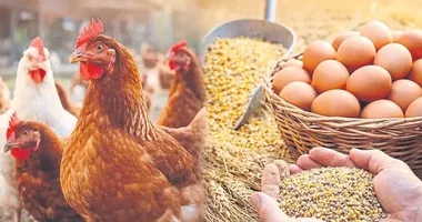 Organik tavukçuluk yatırımcının radarında