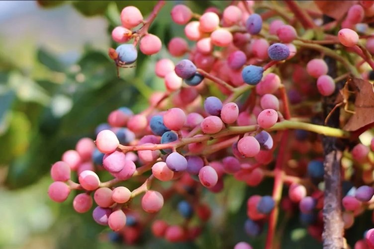 Çitlembik nedir? Çitlembiğin faydaları nelerdir?