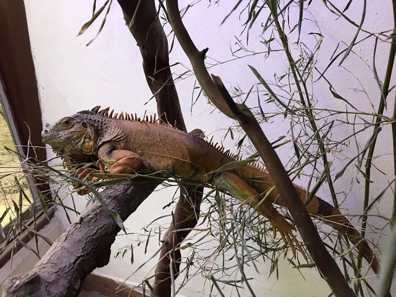 Bodrum’da sokağa terk edilen metrelik iguana yeni yuvasında