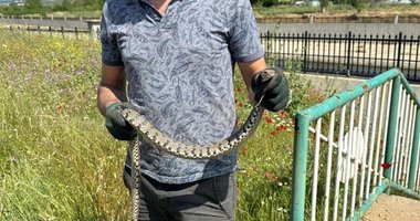 Çanakkale’de su borularından engerek yılanı çıktı