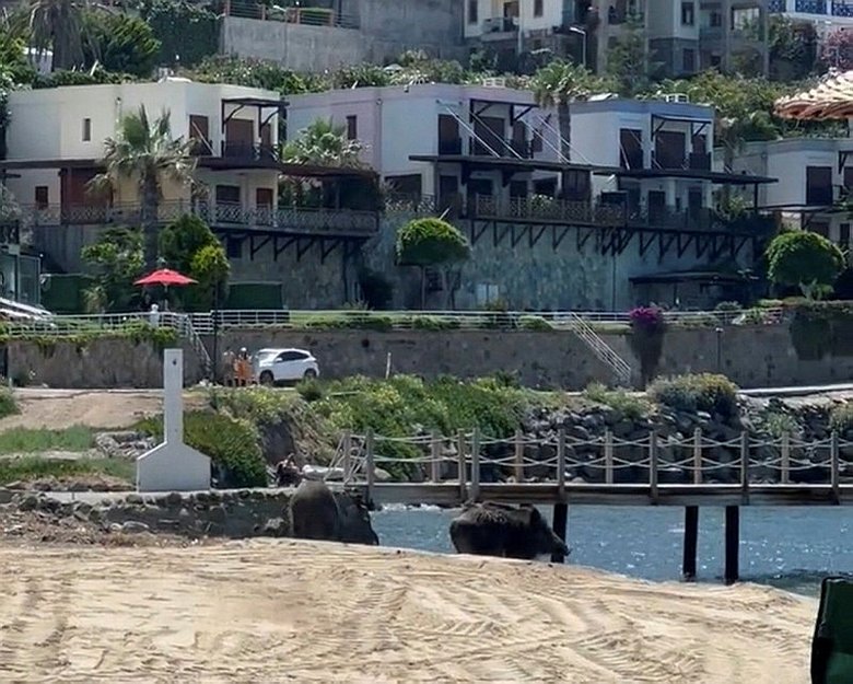 Bodrum’da sahili domuzlar bastı, o anlar kameralara yansıdı