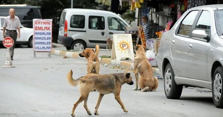 AK Parti’nin sokak hayvanları için yasa taslağının detayları neler?