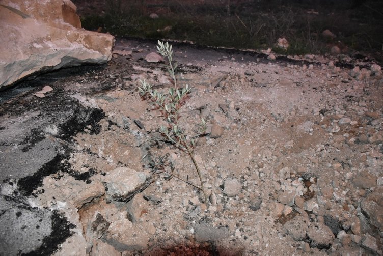 Aydın’da bir kişi ’Tapulu arazim’ deyip asfaltın ortasına zeytin fidanı dikti