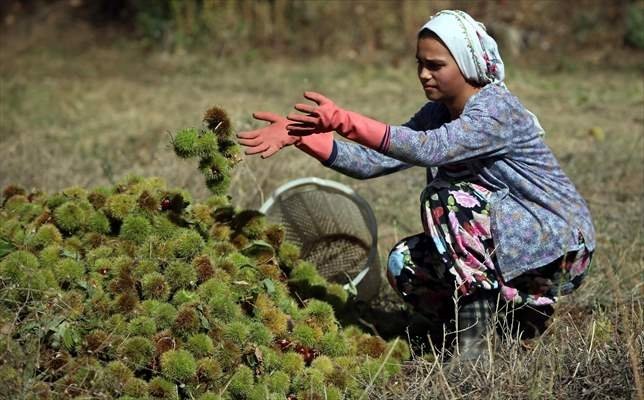 Aydın kestanesinde tehlikeli hasat dönemi başladı
